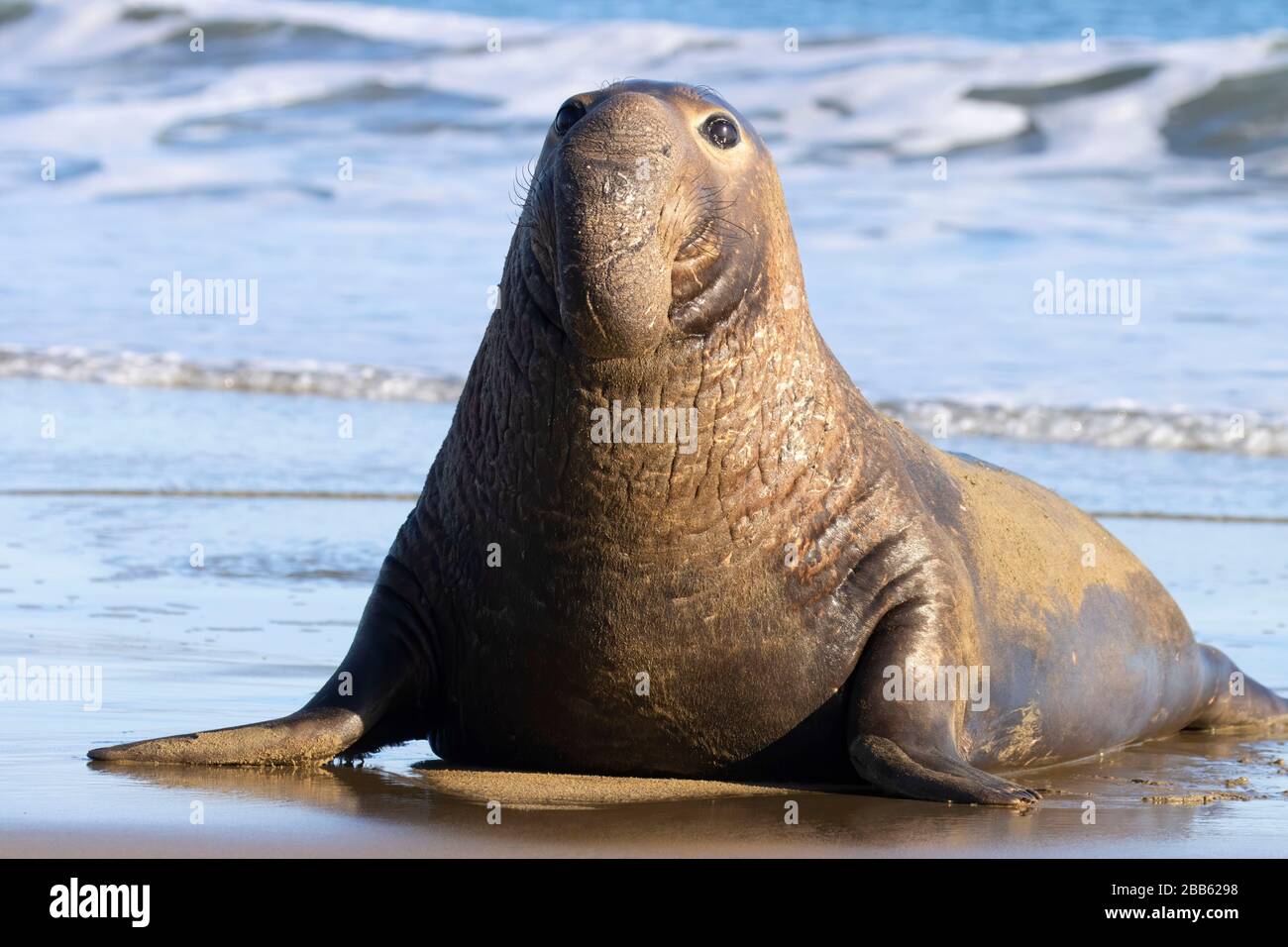 Elephant Seal (Mirounga angustirostris) am Drakes Beach, Point Reyes National Seashore, Kalifornien Stockfoto