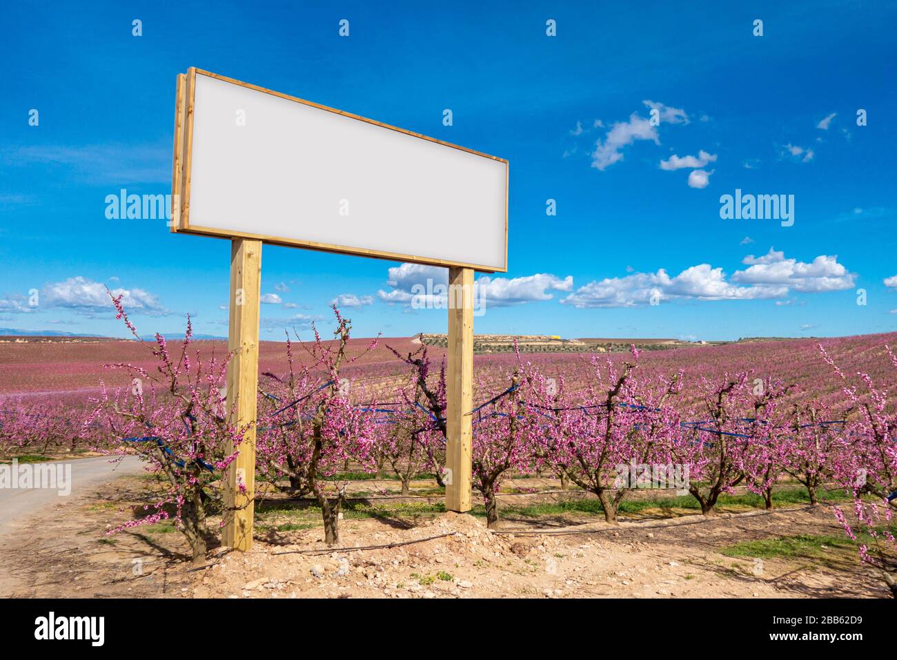 In der Landwirtschaft verspottete Blanko-Plakatwand. Rosa blüht in einem Pfirsichbaumfeld. Stockfoto