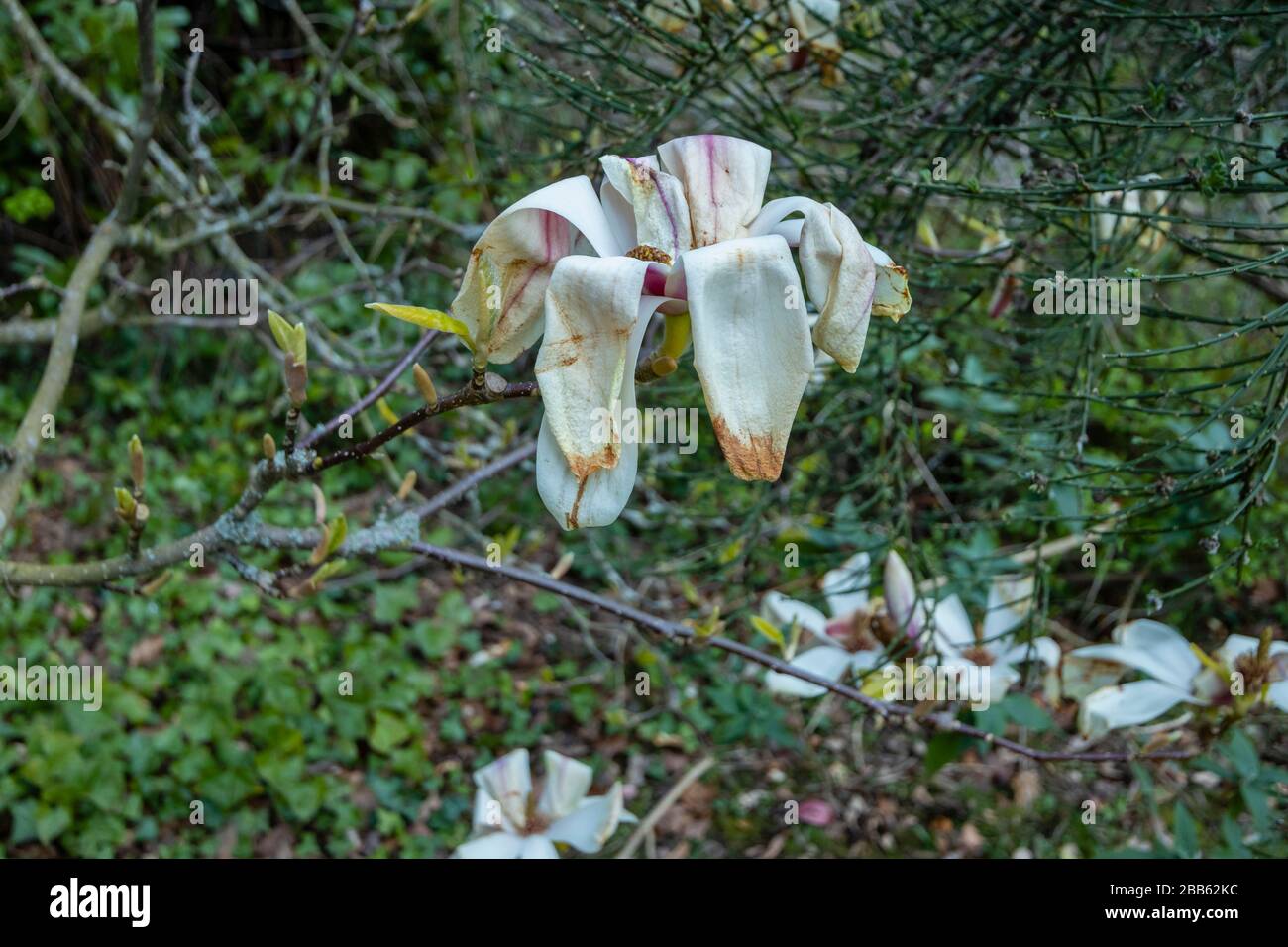 Weiße magnolien blühen, wachsen in einem Garten in Surrey, Südostengland, werden braun und sterben, beschädigt durch einen späten Frühlingsfrost Stockfoto