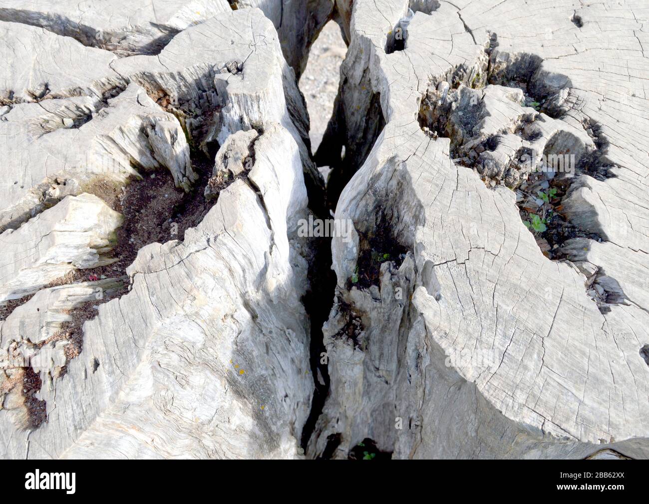 Horizontaler Schuss mit Blick auf einen großen geteilten Baumstamm. Stockfoto
