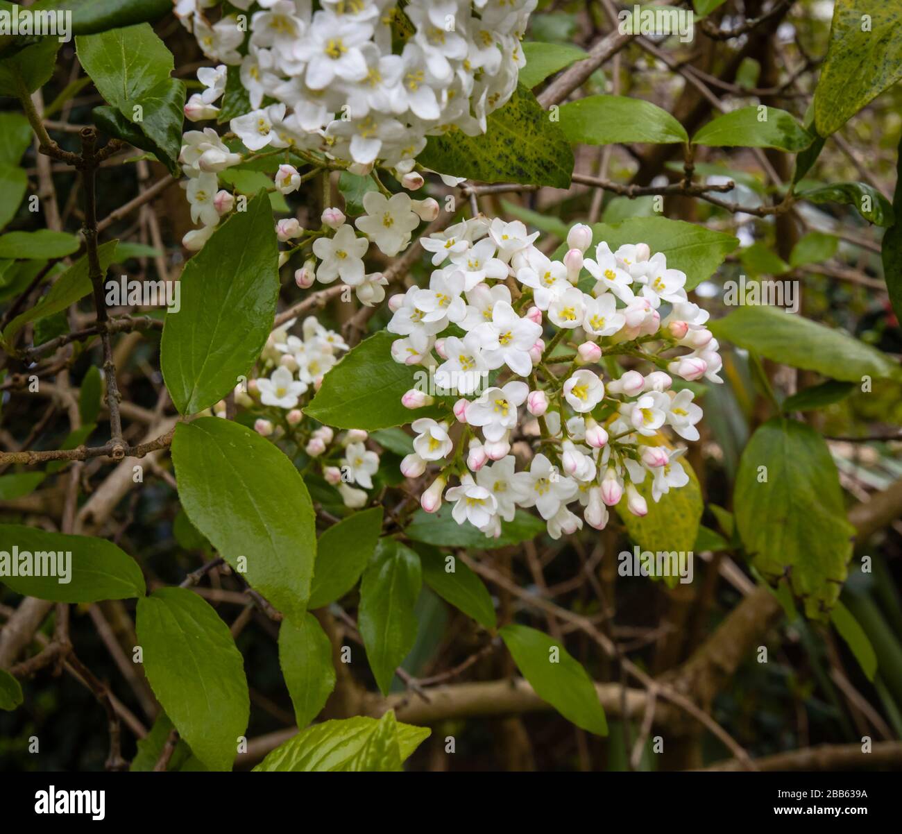 Zarte weiße Blumen (Korymbhe, blütenförmig) des duftenden immergrünen Strauchs Viburnum carlesii (koreanisches Gewürzviburnum) in der Blüte im Frühjahr Stockfoto