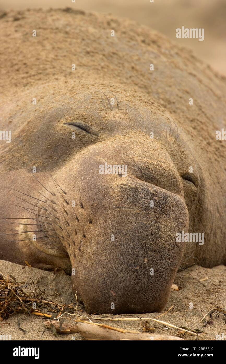 Elephant Seal (Mirounga angustirostris) am Drakes Beach, Point Reyes National Seashore, Kalifornien Stockfoto