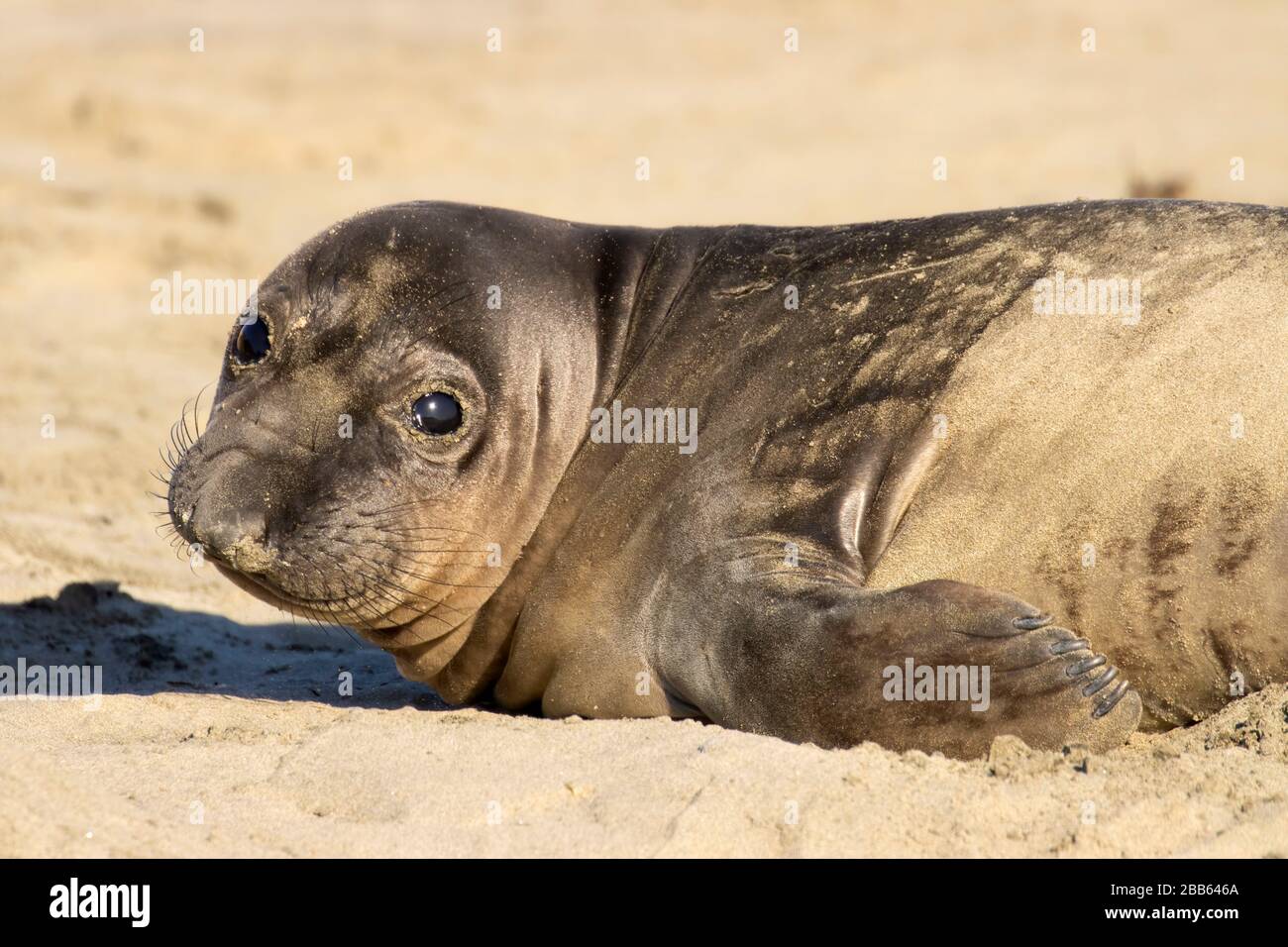 Elephant Seal (Mirounga angustirostris) am Drakes Beach, Point Reyes National Seashore, Kalifornien Stockfoto