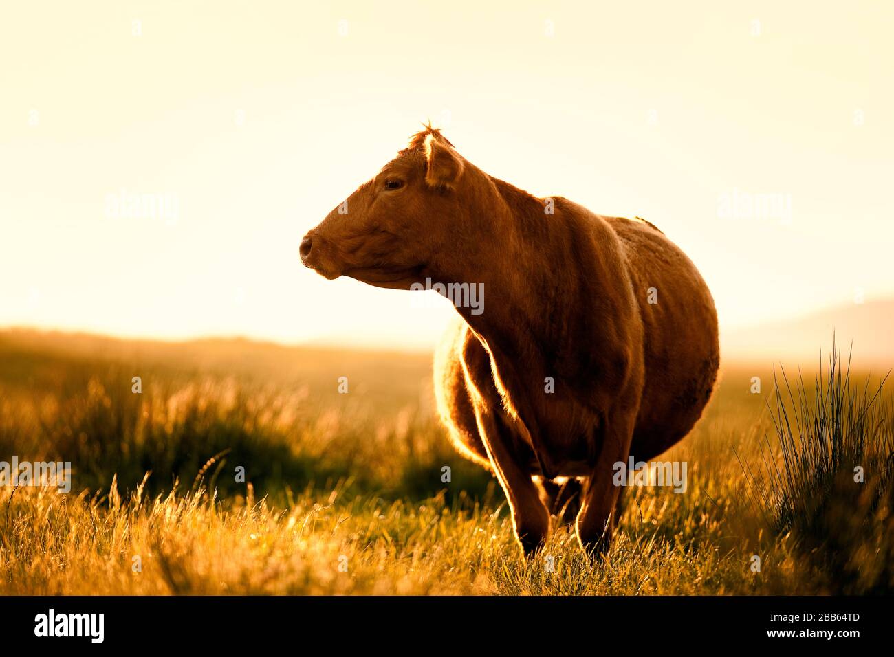 Kuh, die in einem grasigen Feld steht. Stockfoto
