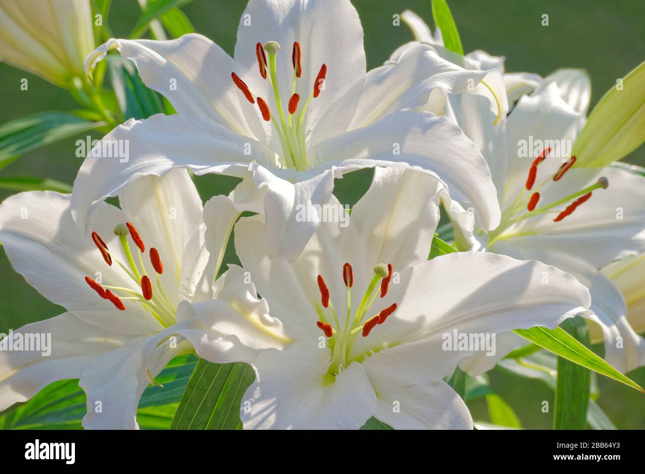 Weiße Lilys. Stockfoto