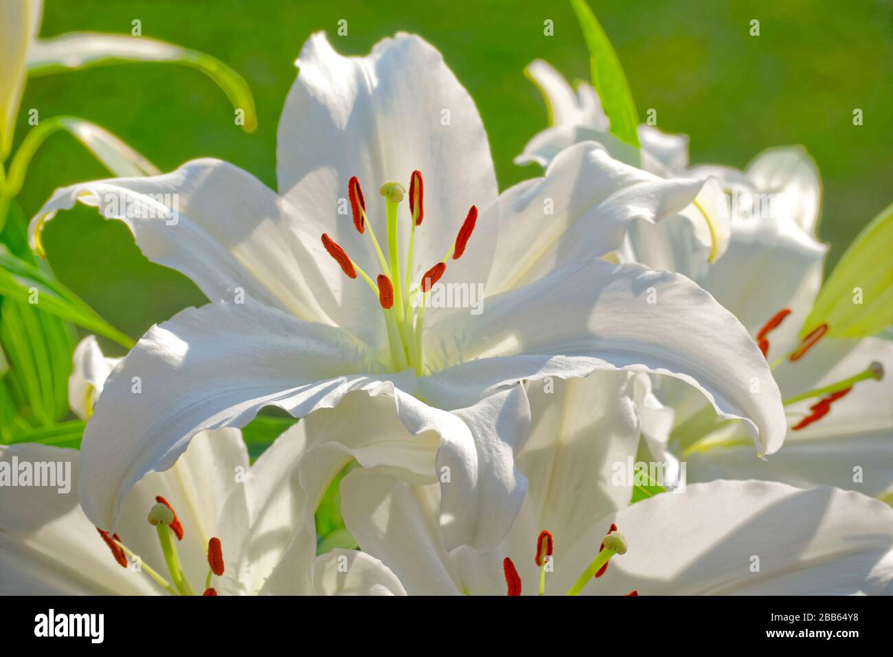 Weiße Lilys. Stockfoto