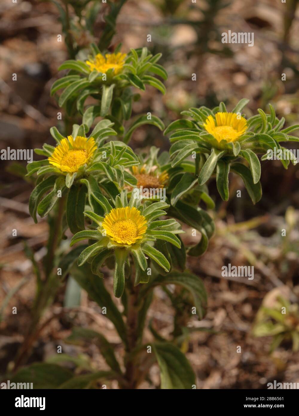 Asteriscus aquaticus, Kanarische Asteraceae Stockfoto