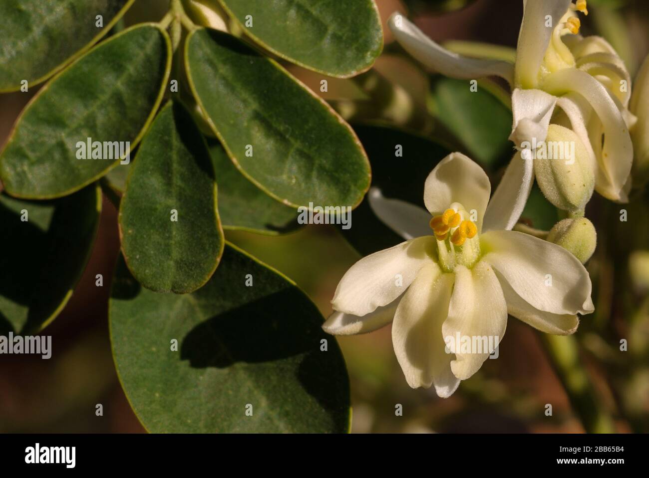 Moringa oleifera, tropischer Baum im Valle Gran Rey, La Gomera Stockfoto