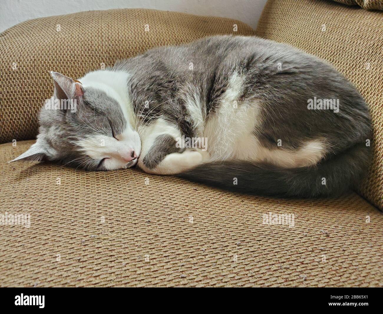 Eine graue und weiße Katze rollte sich schlafend auf einer Couch zusammen Stockfoto
