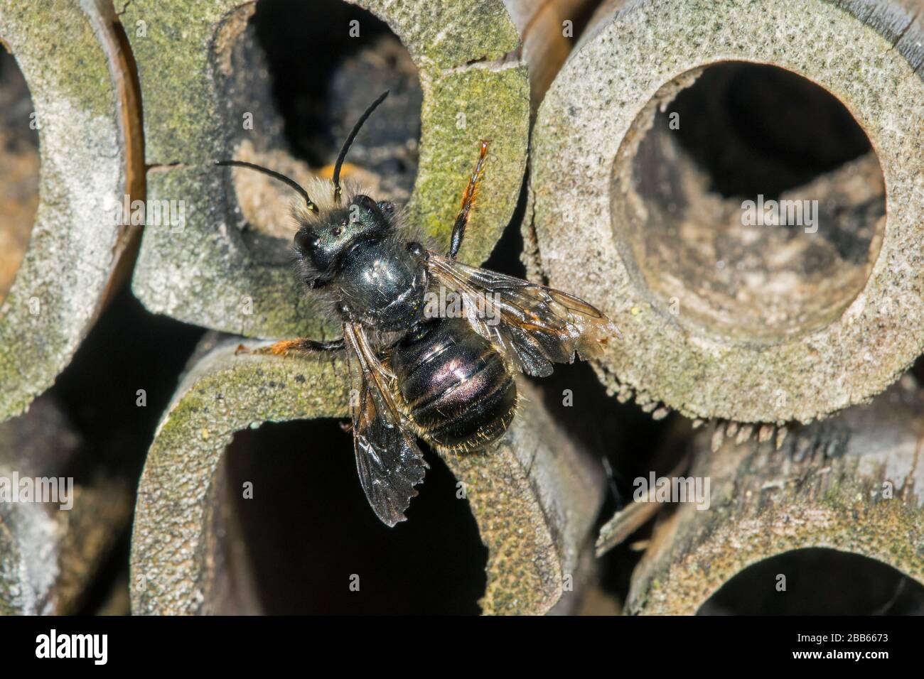 Blaue Maurerbiene (Osmia caerulescens/APIs caerulescens), die im Insektenhotel für Einzelbienen in hohlen Bambusstamm in das Nest eindringen Stockfoto