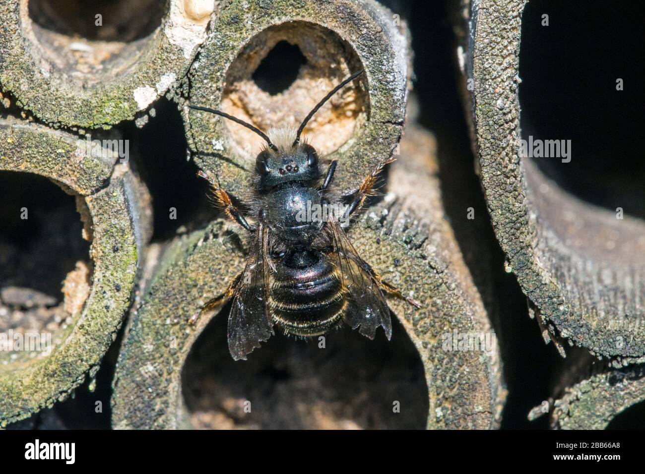 Blaue Maurerbiene (Osmia caerulescens/APIs caerulescens), die im Insektenhotel für Einzelbienen in hohlen Bambusstamm in das Nest eindringen Stockfoto