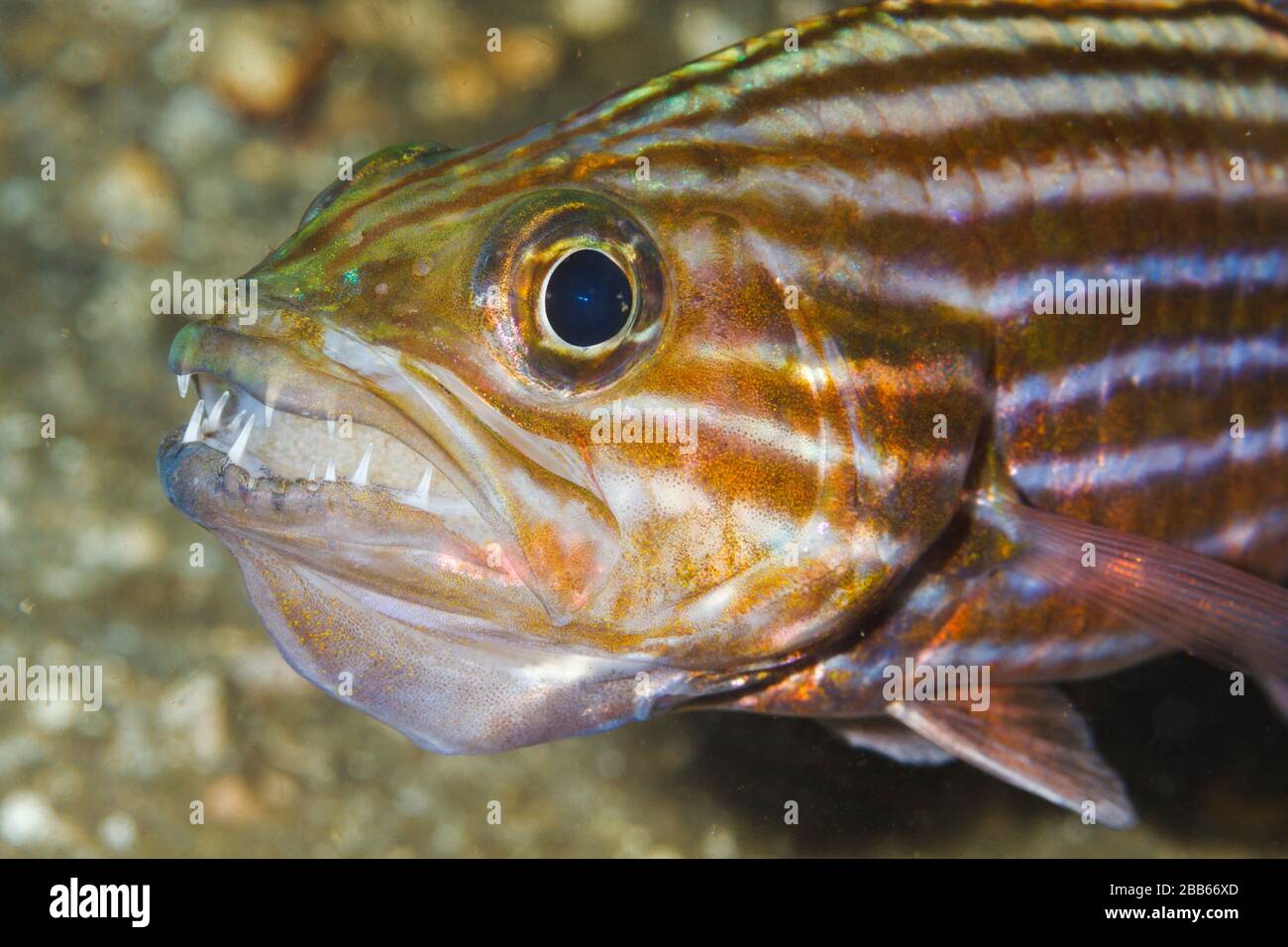 Tiger Cardinalfish (Cheilodipterus macrodon) mit Eiern im Mund.Lembeh Strait, Indonesien Stockfoto