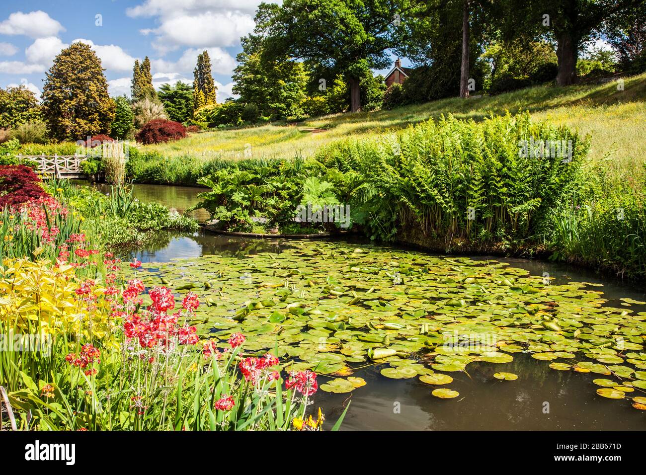 Die Lilienteiche und die Holzfußbrücke an der RHS Wisley. Stockfoto