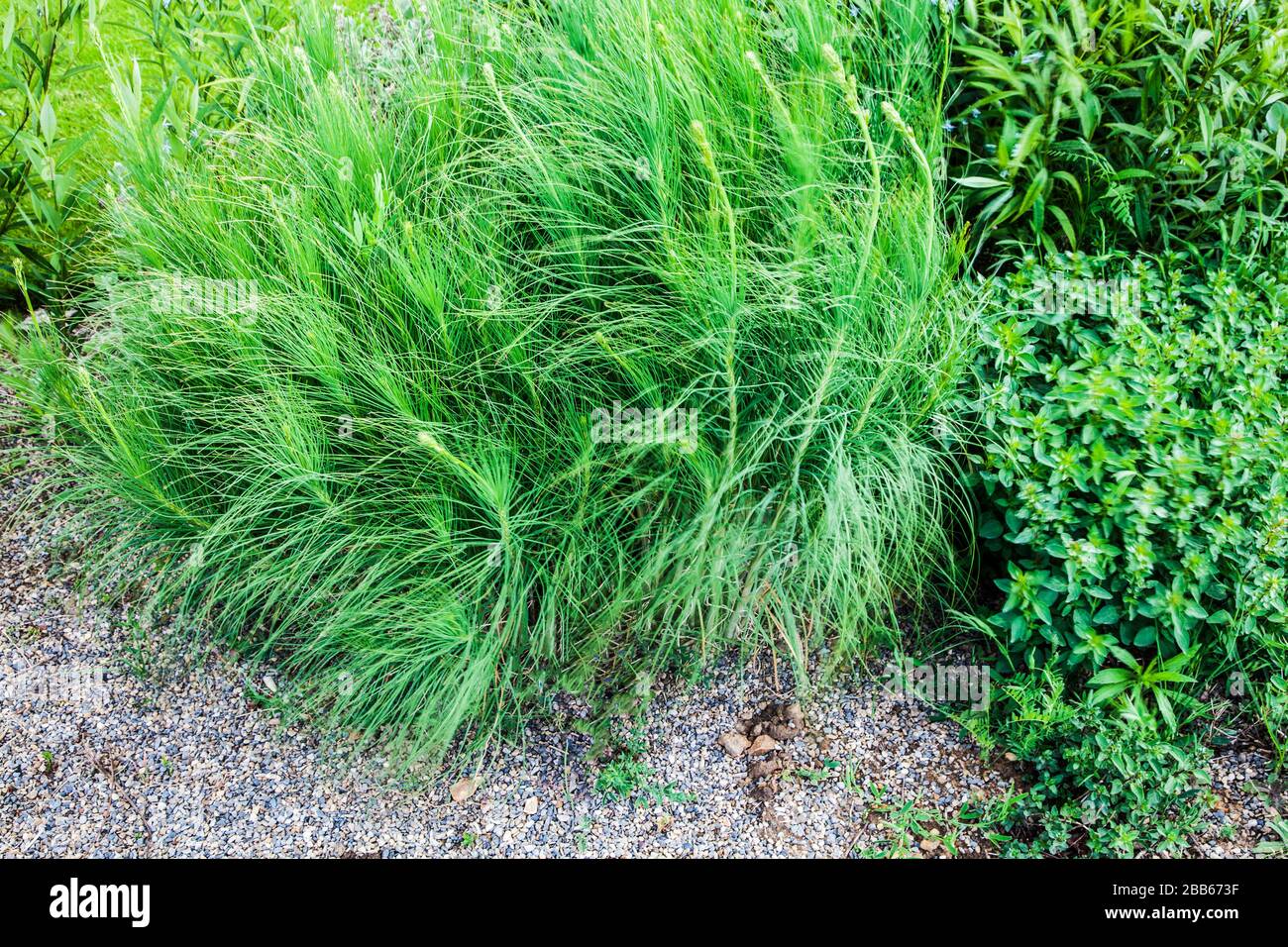 Asphodeline liburnica oder Jacob's Rod ein laubendes, mehrjähriges Ziergras. Stockfoto