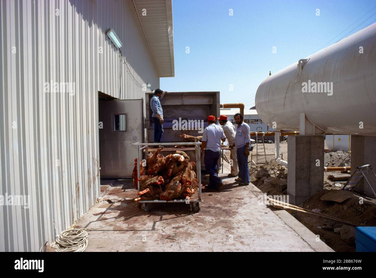 Saudi-Arabien Makkah Mina Schlachtoir Hat Arme Schafe Geopfert Stockfoto