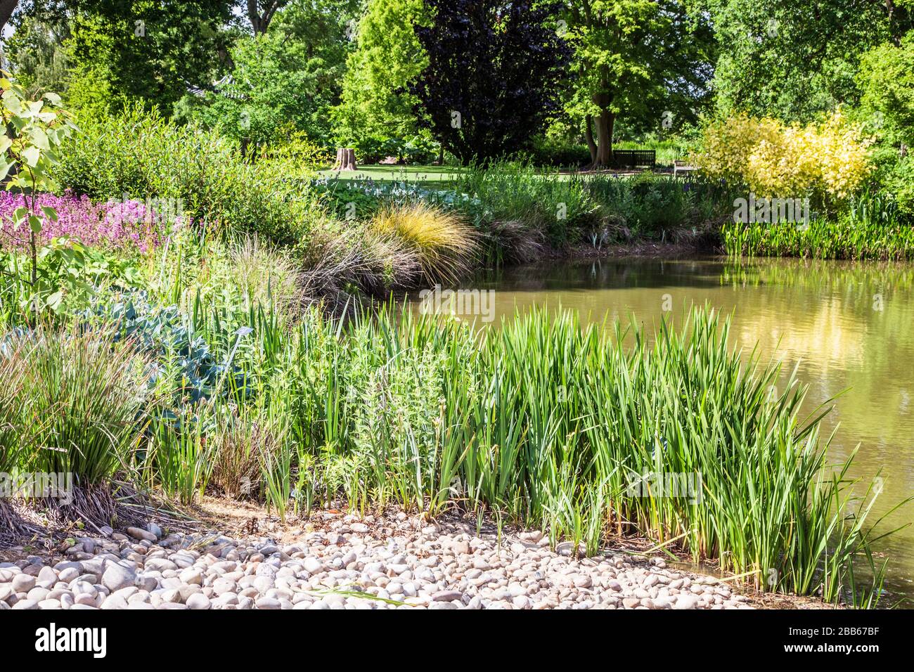 Ein ruhiger Gartenteich und eine Rasenfläche im Frühsommer. Stockfoto