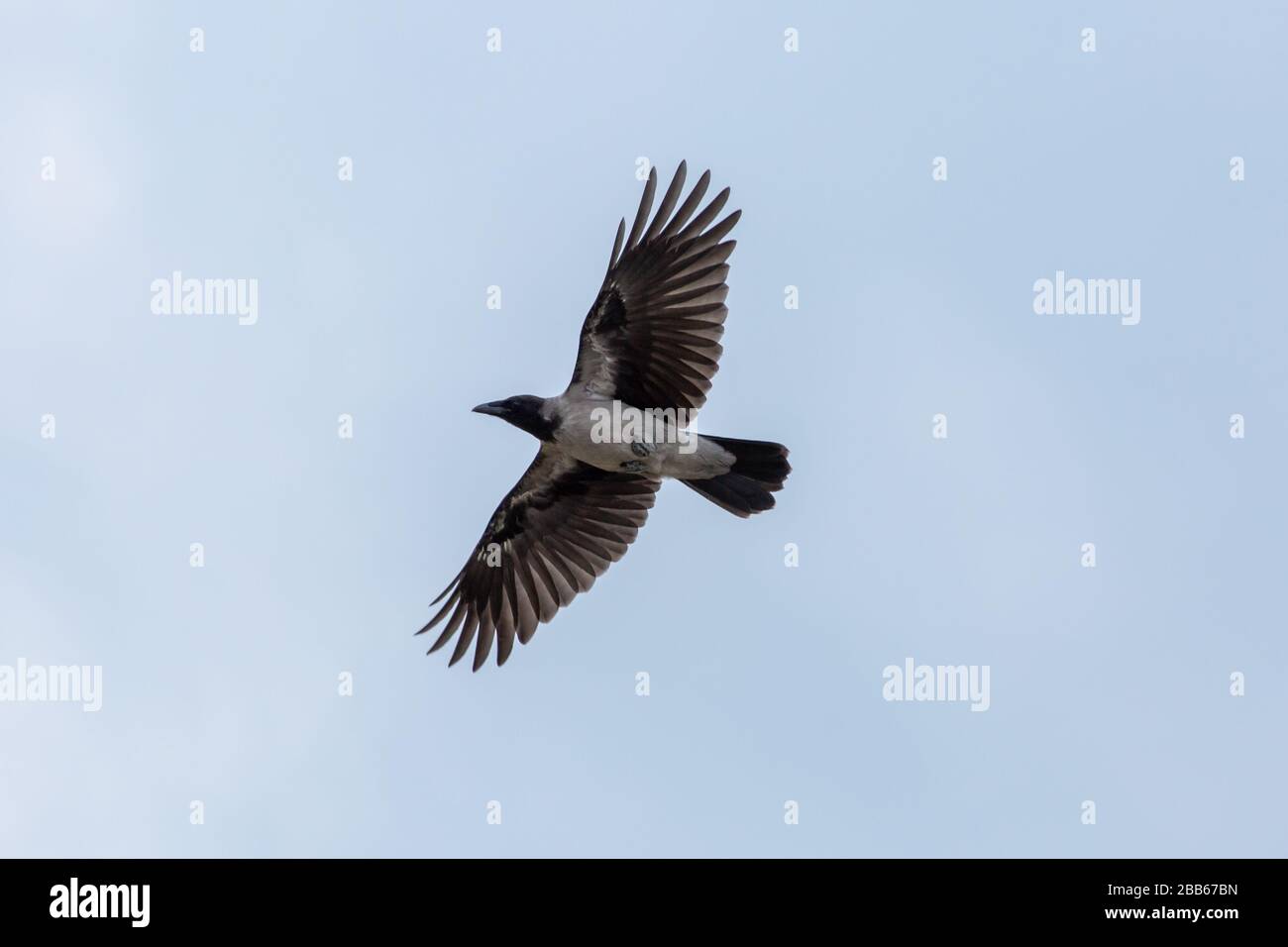 Carrion Crow am Strand von Marielyst, Neuseeland;Dänemark Stockfoto
