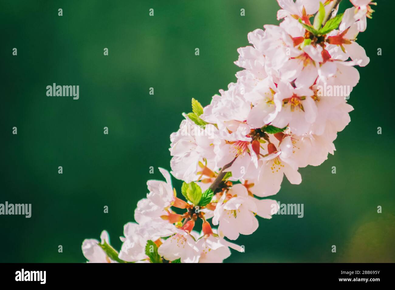 Kirschblüte grünem Hintergrund. Kirschen- und apfelbaumblüten aus nächster Nähe. Selektiver Fokus- und Kopierbereich. Frühlings-Bäume blühen. Stockfoto