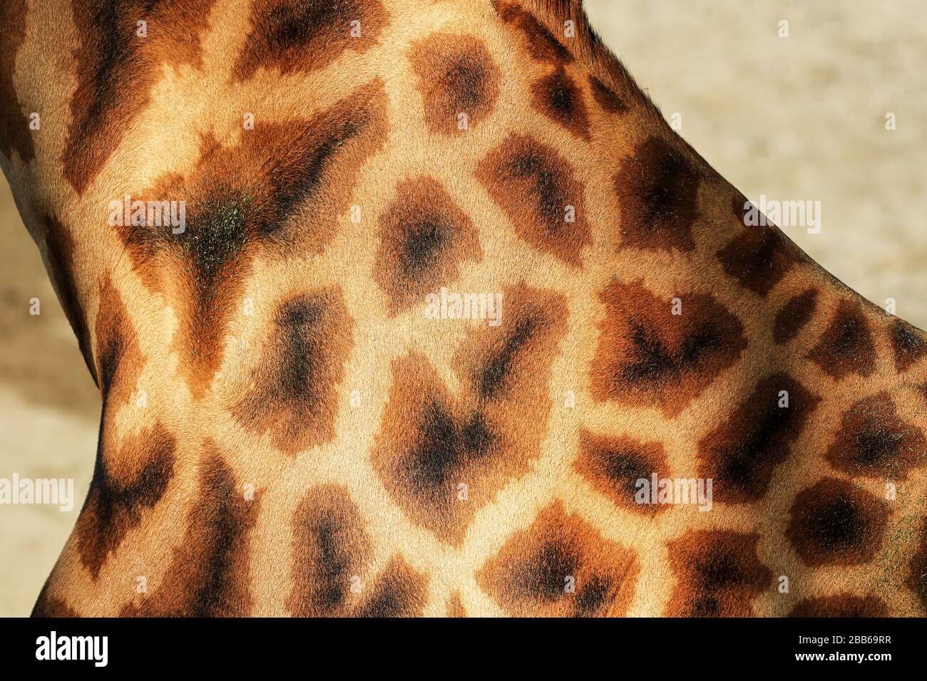 Das Fellmuster besteht aus dunklen Flecken, die sich von der helleren Grundfarbe abheben Stockfoto