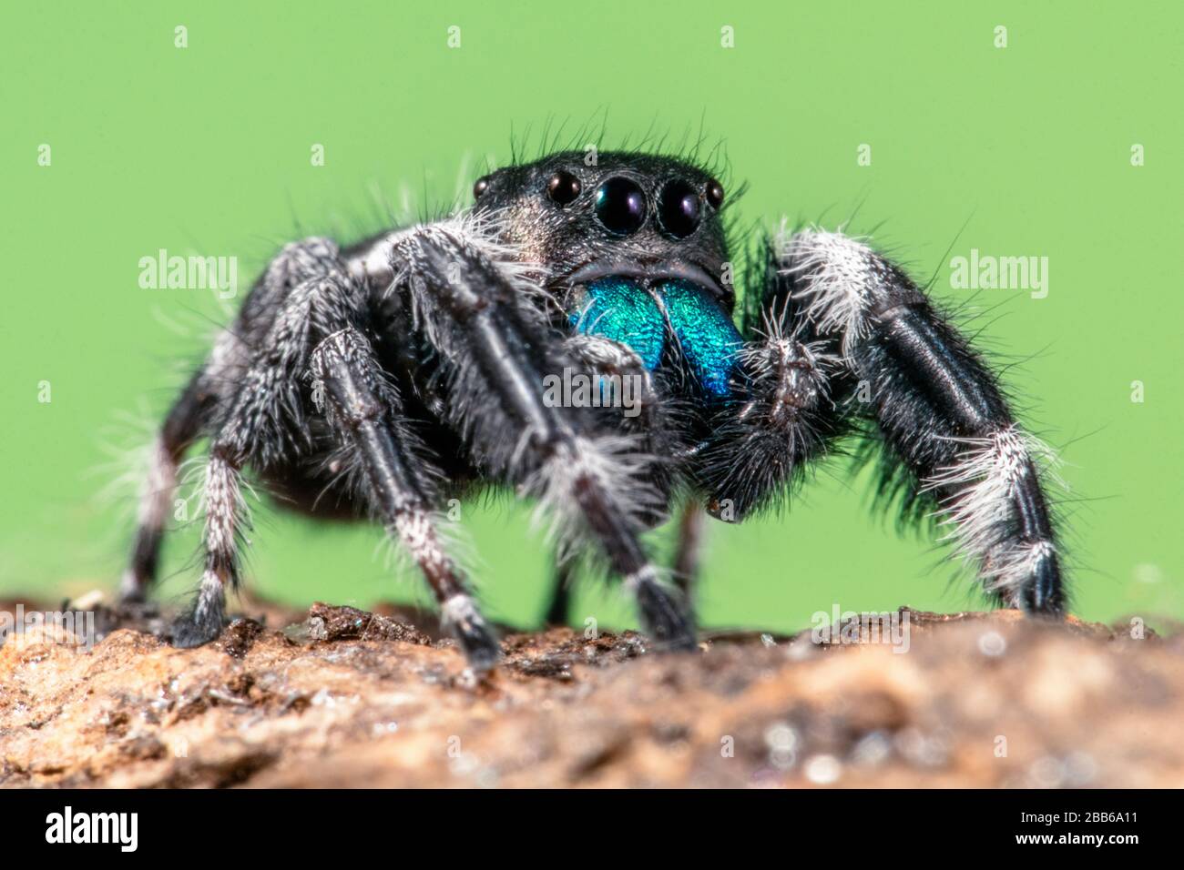 Porträt eines auffälligen Pullovers, Indonesien Stockfoto