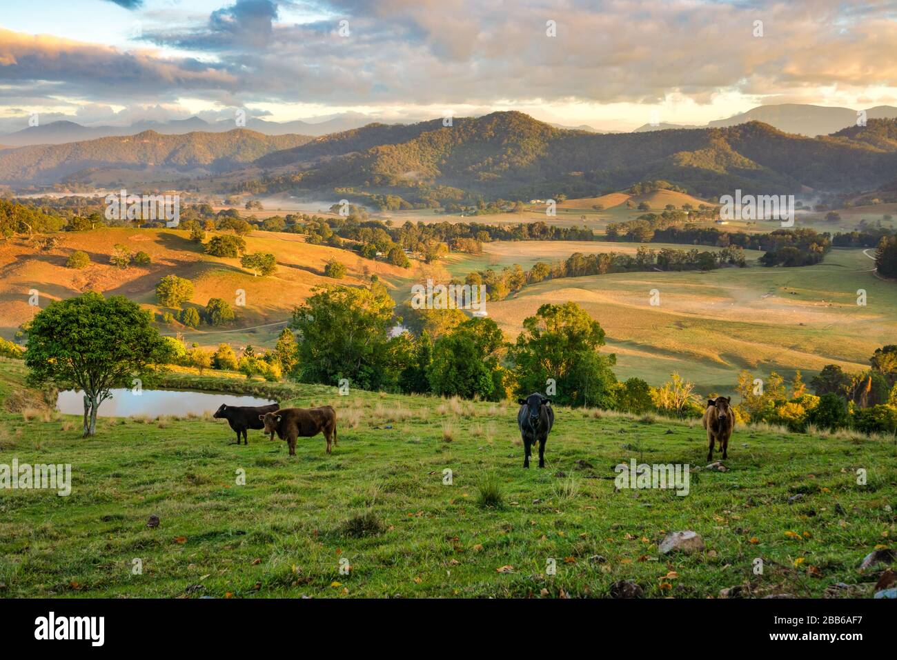 Kühe, die in Farmland, Tweed Valley, New South Wales, Australien stehen Stockfoto