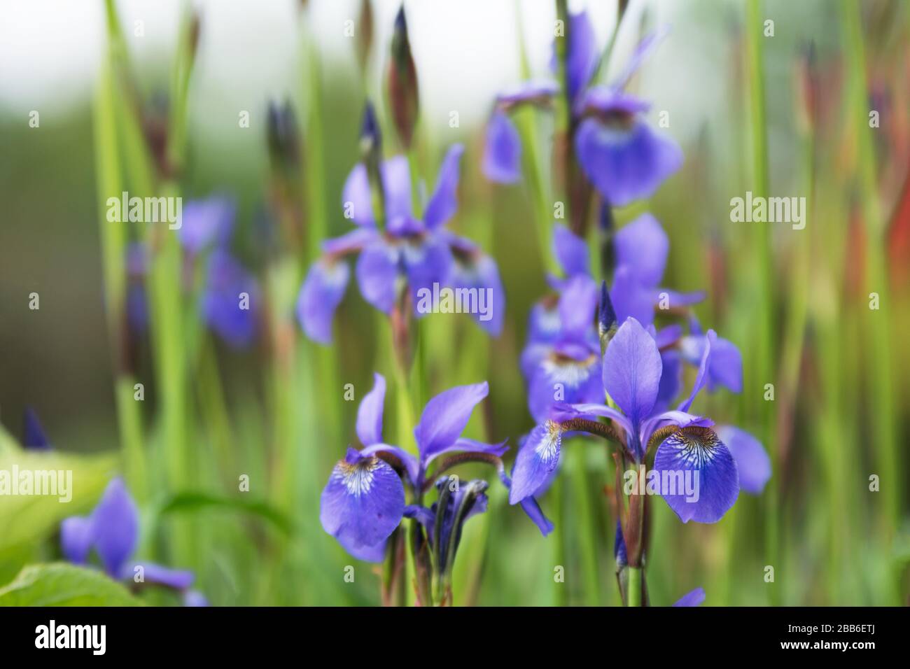 Eine Gruppe violetter Irisse auf dem Blumenbeet in einem Garten Stockfoto