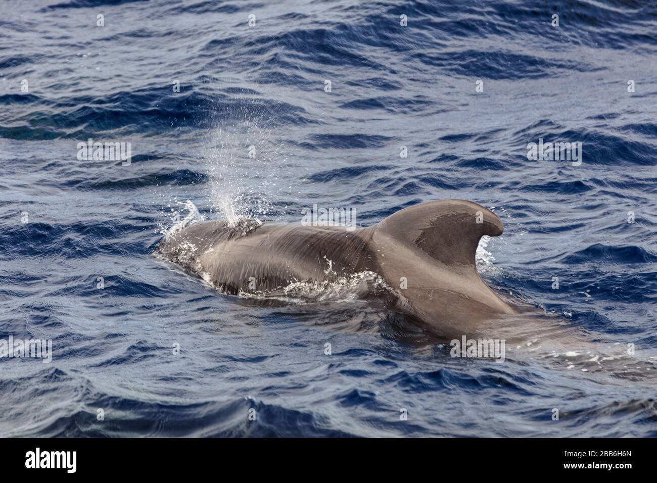 Pilotwal (Globicephala melas) im Atlantik. Auf Spanien Stockfoto