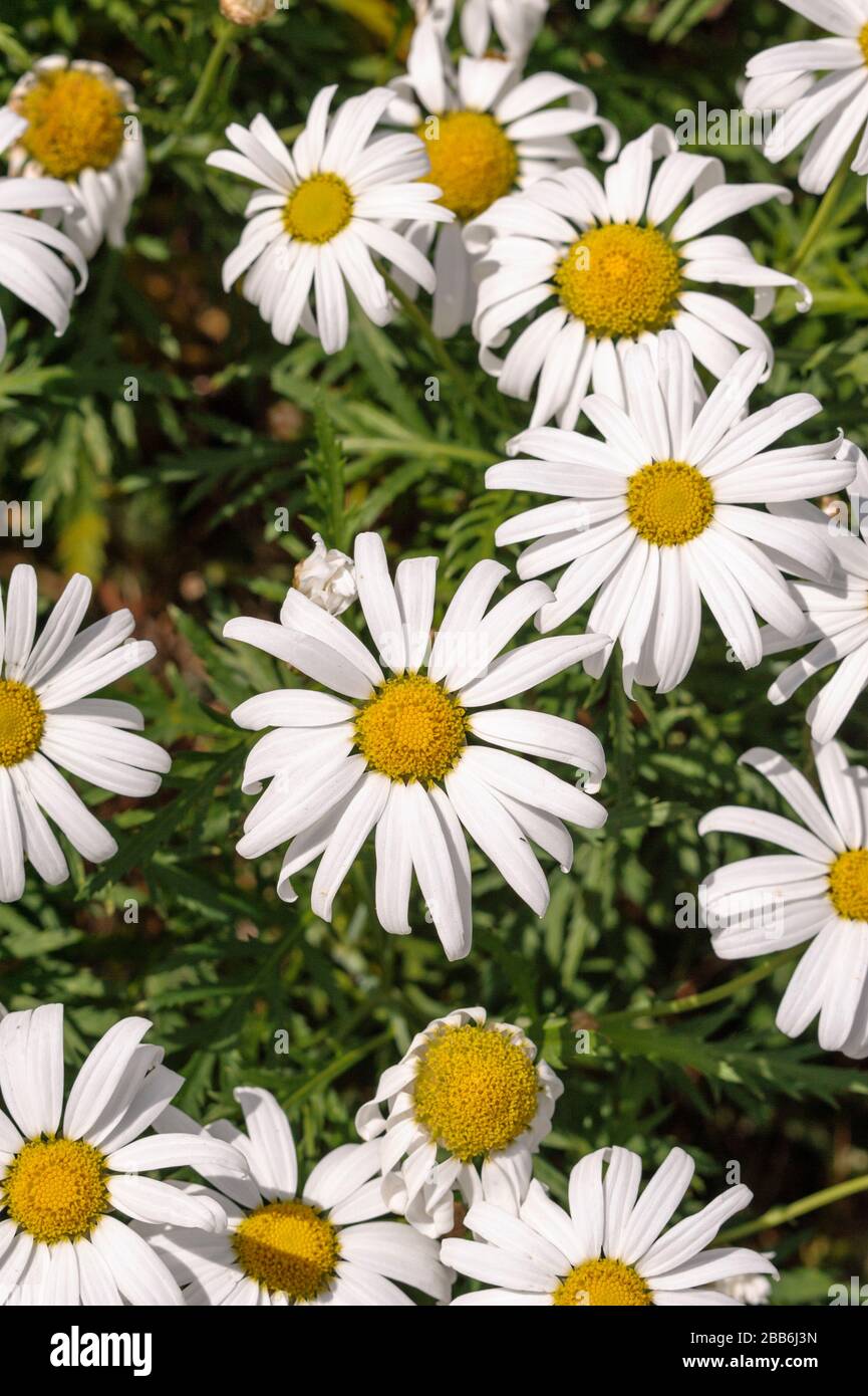 Argyranthemum webbii, La Palma Endemismus Stockfoto