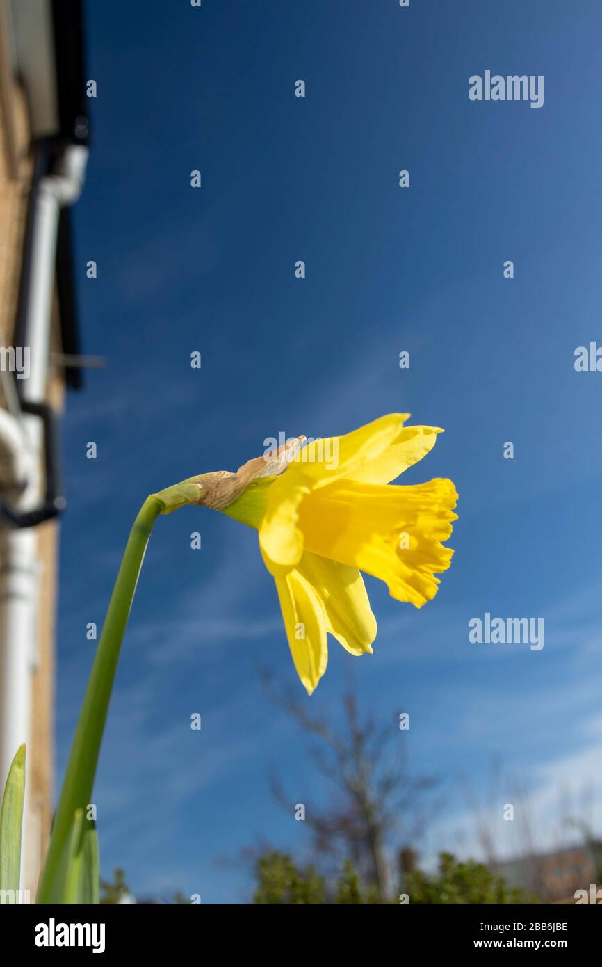 Ein Narzissenbild vor einem polarisierten blauen Himmel im Sonnenschein eines englischen Frühlings, Großbritannien, Europa Stockfoto