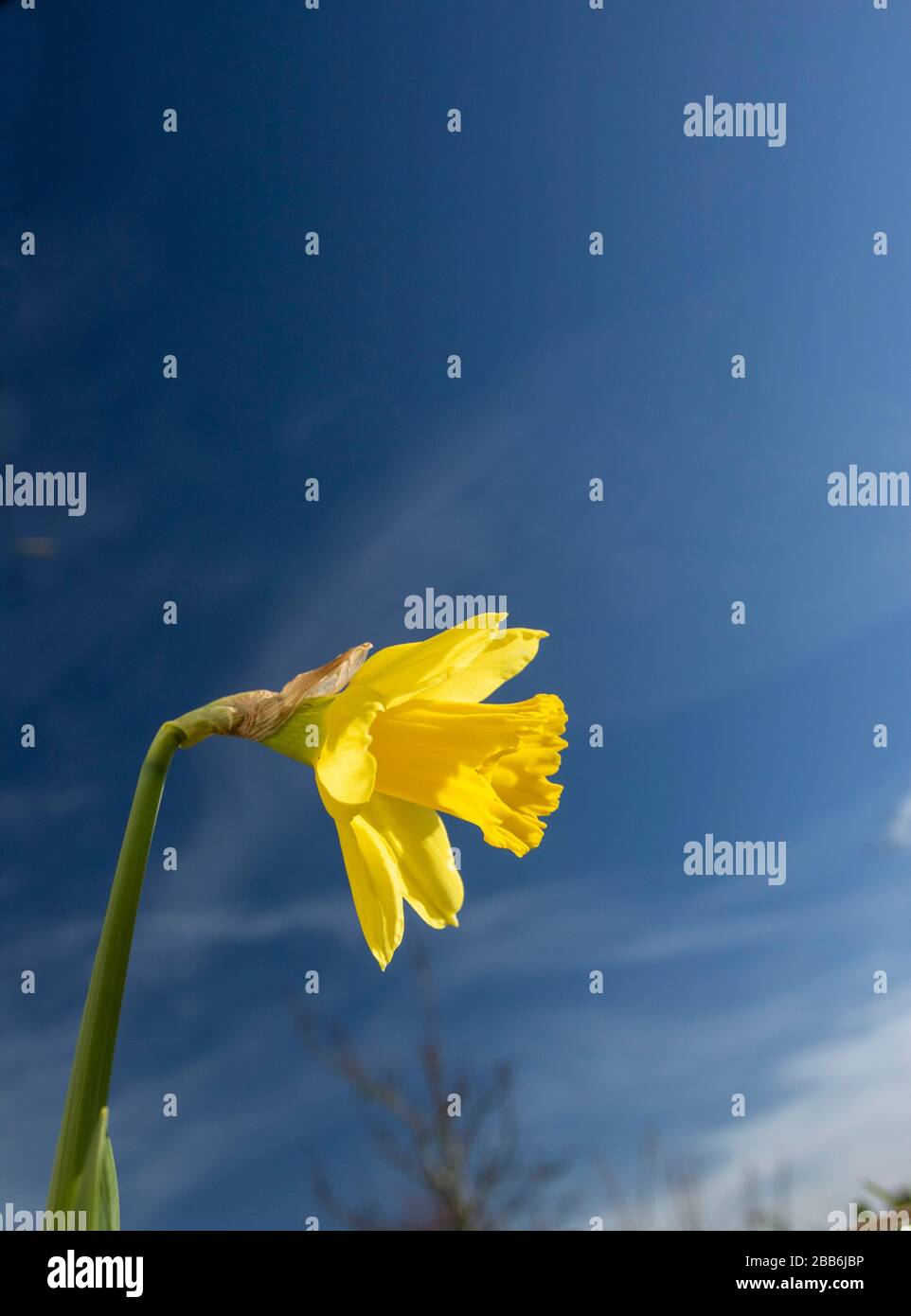 Ein Narzissenbild vor einem polarisierten blauen Himmel im Sonnenschein eines englischen Frühlings, Großbritannien, Europa Stockfoto