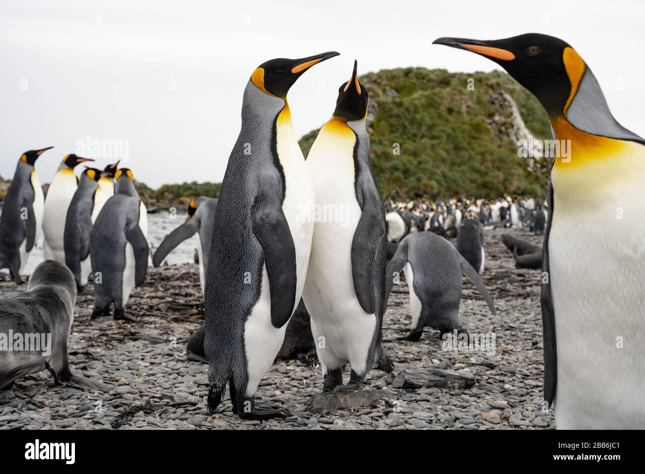 King-Pinguine, Südgeorgien Stockfoto