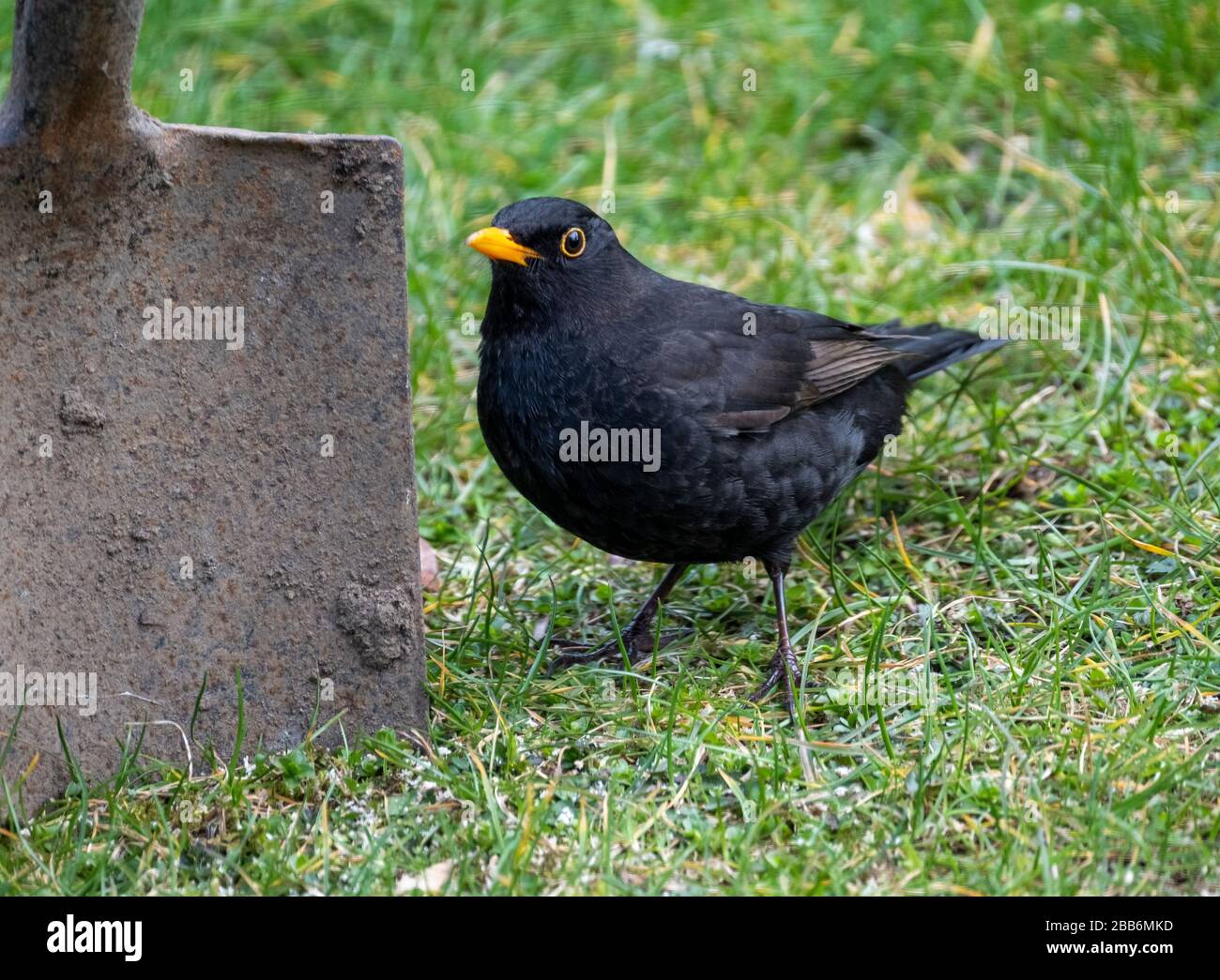 Ein Blackbird wartet neben einem Gartenspaten auf Essen, Schottland. Stockfoto