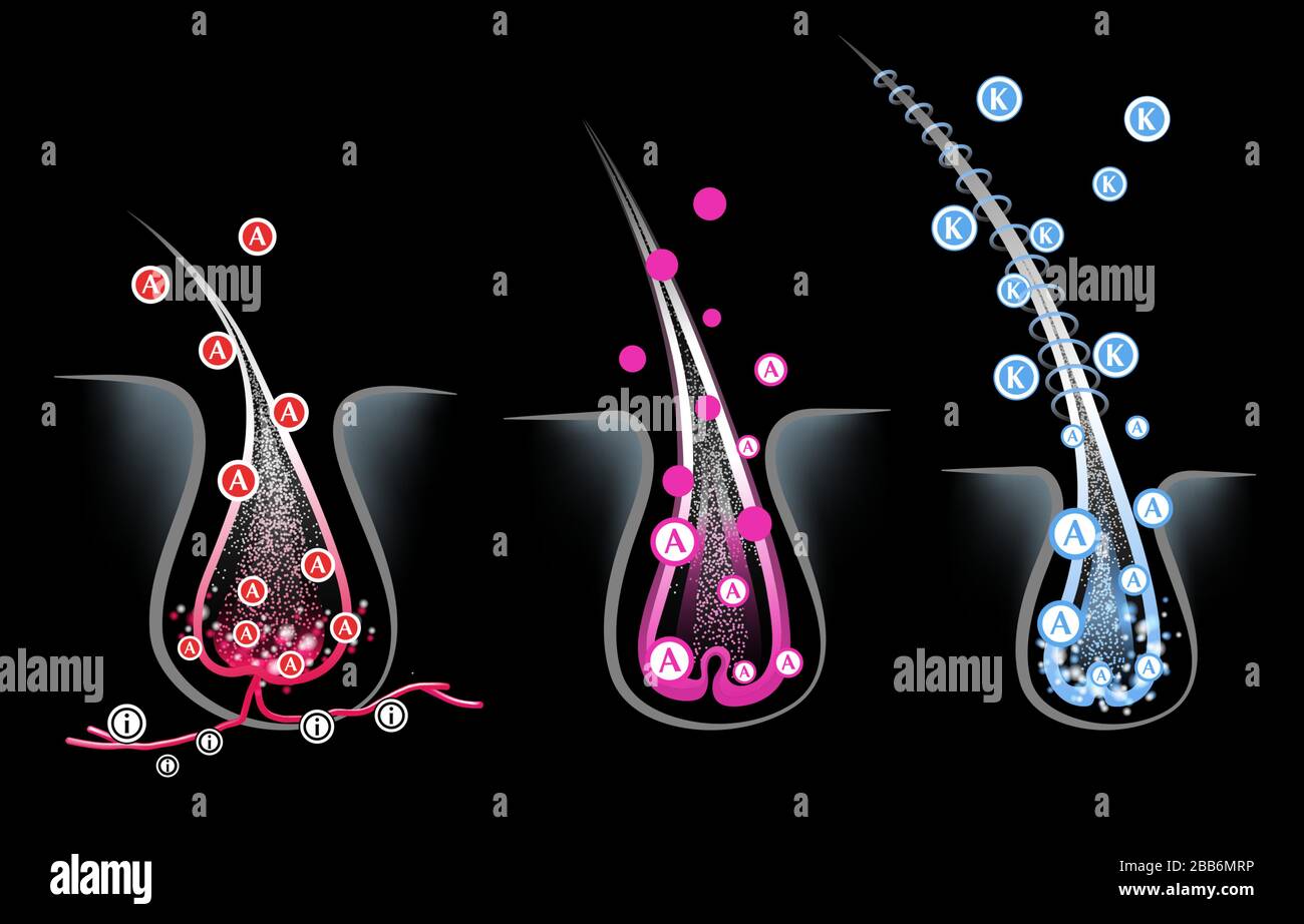 Haarfollikel in der Haut, Vitamine, Keratin, Wachstumszyklus Stock Vektor