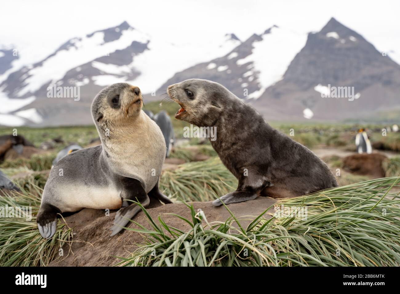 Zwei Robbenpuppen aus Pelz kämpfen, Südgeorgien Stockfoto