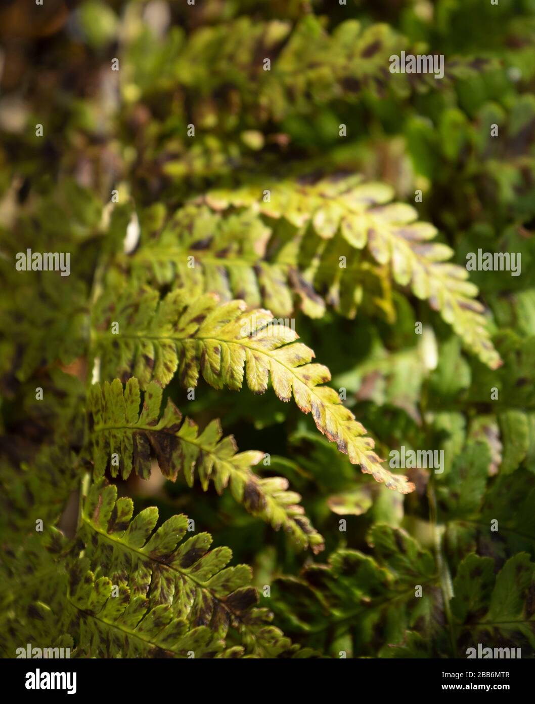 Fern fronz Natur Nahaufnahme von Blattmustern in Sonnenschein, East Sussex, England, europa Stockfoto