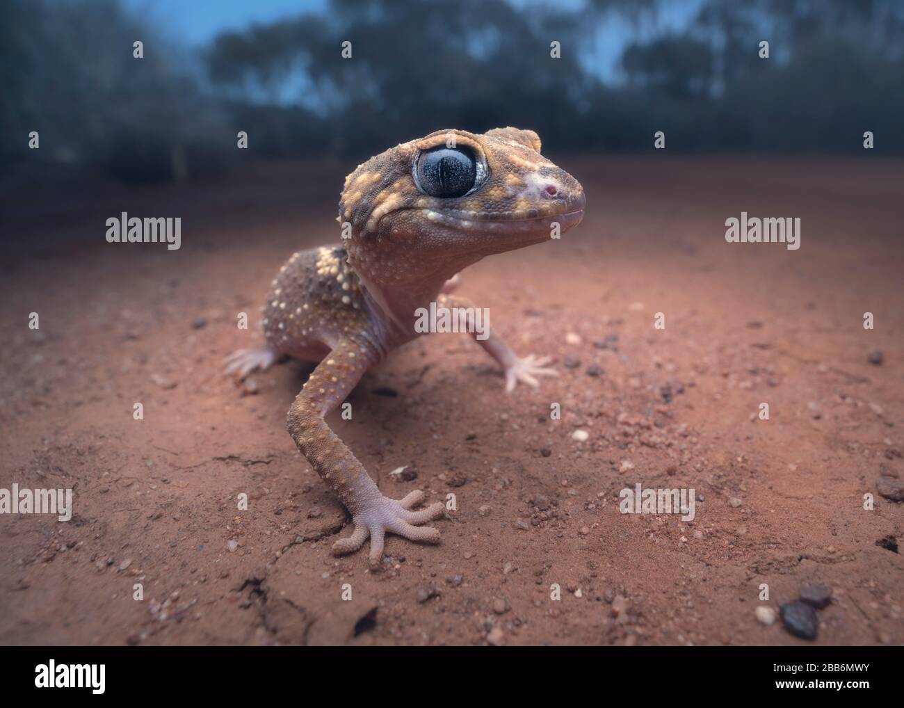 Porträt eines Barking-Geckos (Underwoodisaurus milii) The Mallee, Victoria, Australien Stockfoto