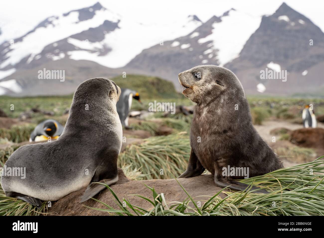 Zwei Robbenpuppen aus Pelz kämpfen, Südgeorgien Stockfoto