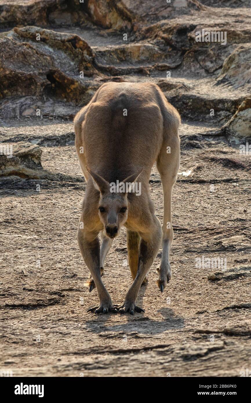 Männliches Ostgraues Kangaroo, North Gorge, North Stradbroke Island, Queensland, Australien Stockfoto