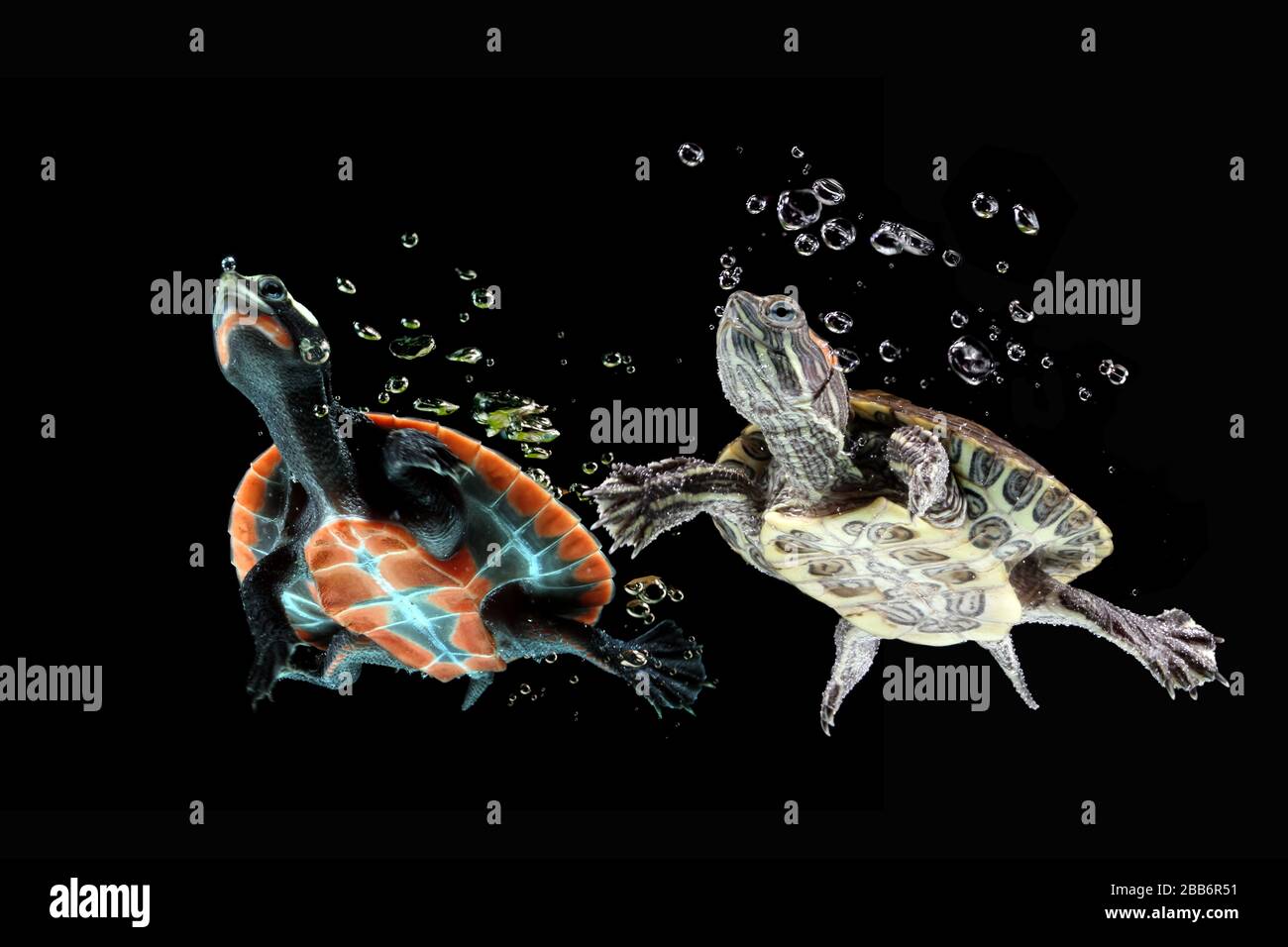 Rotarbe Gleitschildkröte und rot belaubte Köche, die unter Wasser schwimmen, Indonesien Stockfoto