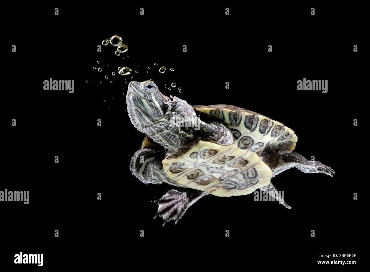 Rotary-Schildkröte schwimmt unter Wasser, Indonesien Stockfoto