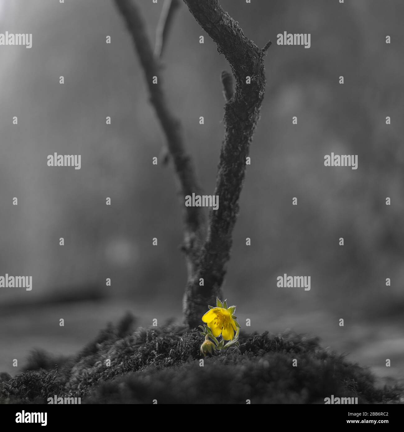 Eine Nahaufnahme eines minimalistischen schwarzen Waldhintergrunds mit einer einsamen gelben Wildblume. Konzept. Leer mit freiem Speicherplatz, Hintergrund und Hintergrundbild. Schwarz und w Stockfoto