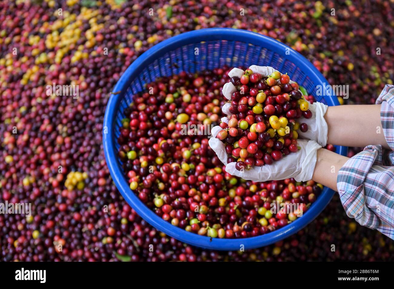 Menschliche Hände halten frisch gepflückte Arabica-Kaffeebohnen Stockfoto