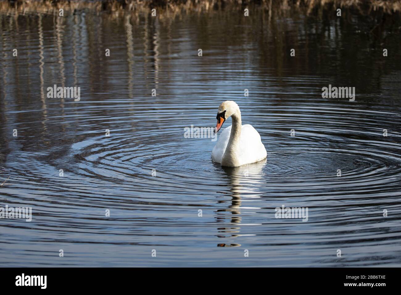 Ein Mute Swan Cygnus olor treibt sedatelig über einen offenen Teich und erzeugt Wellen im Wasser, das von ihm ausgeht Stockfoto