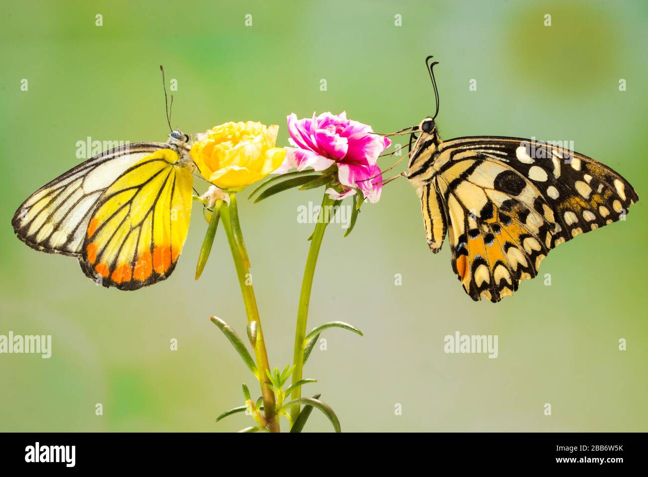 Zwei Schmetterlinge auf einer Blume, Indonesien Stockfoto