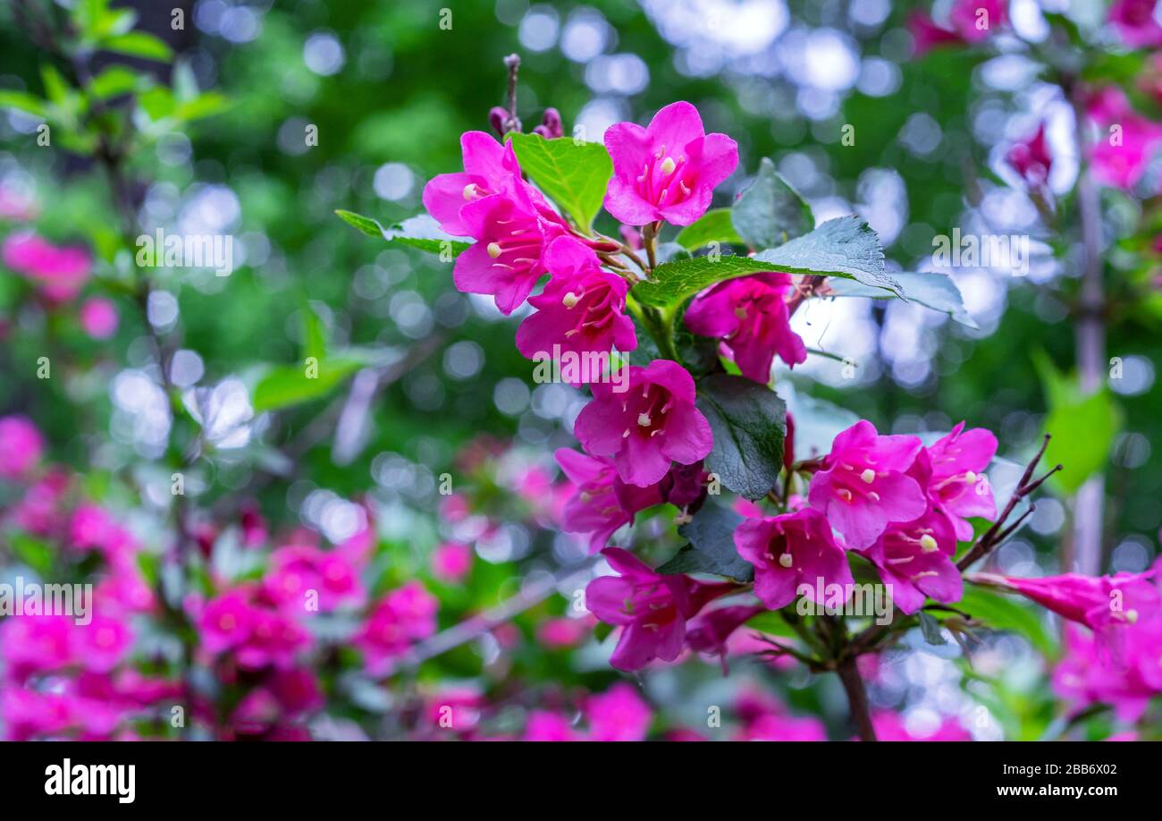 Blühende Weigela. Weigela Evita niedrig wachsende Strauch mit roten und