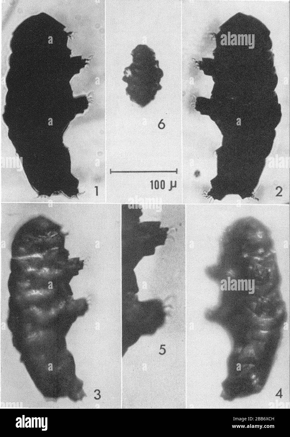"Englisch: Beorn leggi Cooper, Feigen. 1-5; Abb. 6 m juvenil (? Hetero)tardigrade. Abb. 1, 3- rechte Seite der Probe; Abb. 2, 4-links; Abb. Beine II und III der Abb. 3, vergrößert. 100 Mikrometer skalieren. Silhouetten 1 und 2 wurden von William Legg fotografiert und sind aus seiner These reproduziert. Abb. 3. Und 4 wurden mit dem in Kronenöl eingetauchten Exemplar fotografiert, das mit einer Kombination aus reflektiertem und durchstrahltem Licht beleuchtet wurde und an ähnlichen, aber nicht identischen Positionen wie die von 1, 2 und o.f Textfiguren positioniert war. Keines der Fotos wurde retuschiert, sondern die Krallen in Abb. hav Stockfoto