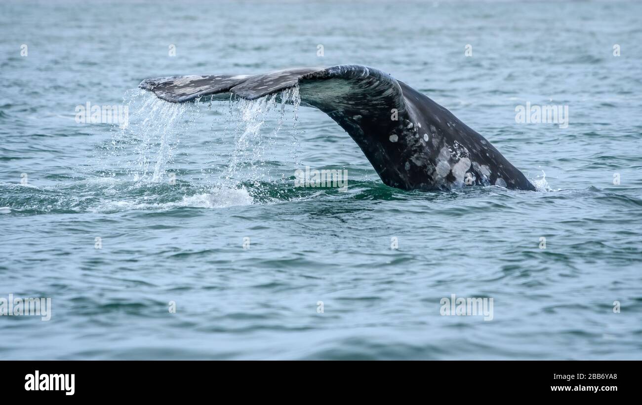 Tour zum Whale Watching von Sea Kayak Adventures in Bahia Magdalena, Baja California sur, Mexiko. Stockfoto