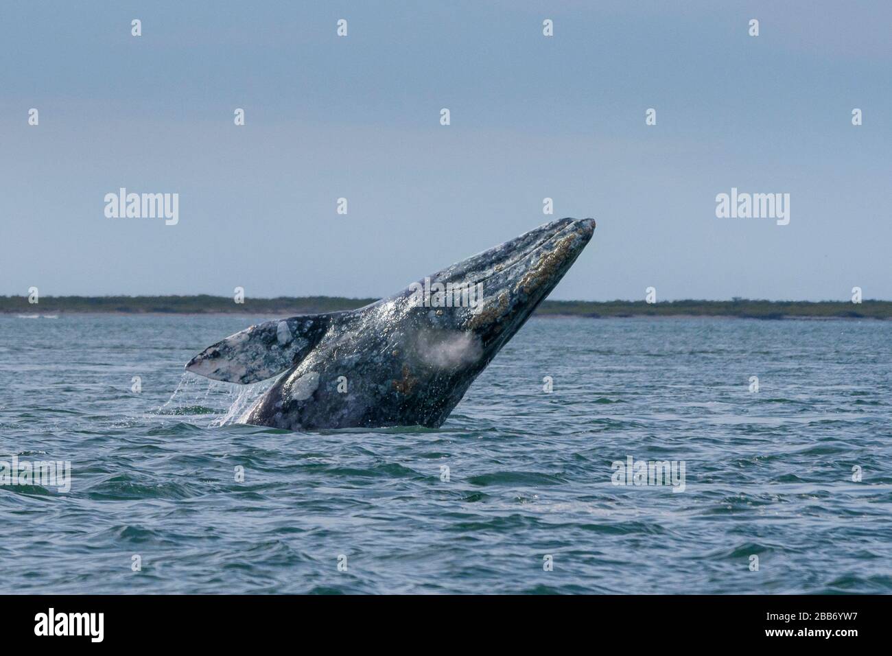 Tour zum Whale Watching von Sea Kayak Adventures in Bahia Magdalena, Baja California sur, Mexiko. Stockfoto