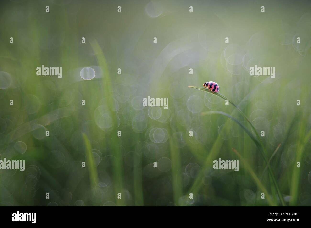Ladybug auf einer Grashalme, Indonesien Stockfoto