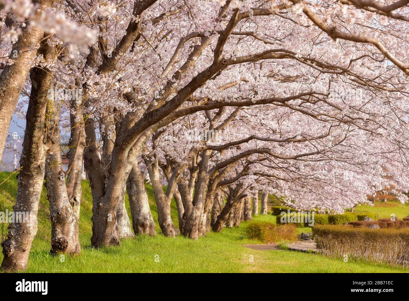Kirschblüten im Hirosaki Park, Tohoku, Honshu, Japan Stockfoto
